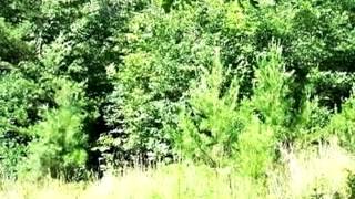 5 Ivy Log Estates video tour