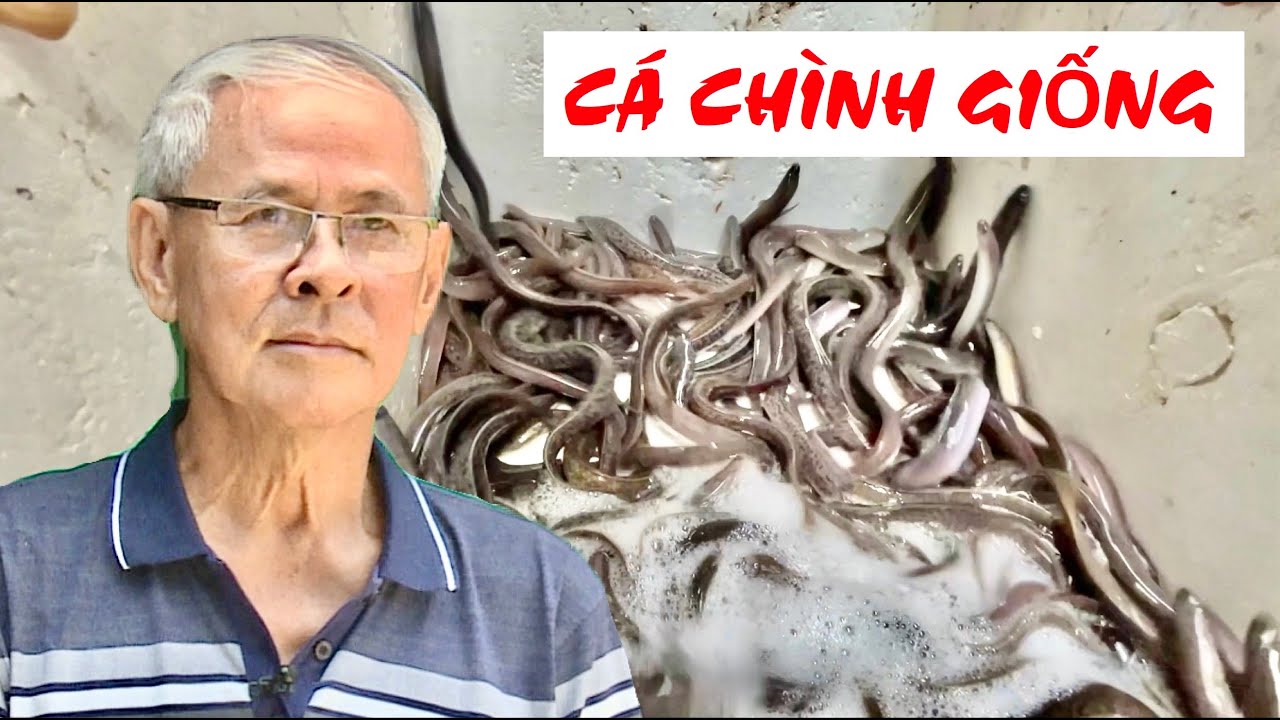 ƯƠNG CÁ CHÌNH GIỐNG               #nuoitom ​​​​​ #thuhoachtom​​​​​ #thuysan #shorts