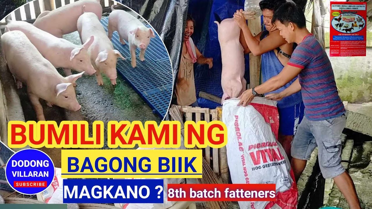 Magkano presyo sa biik at ilang kilo sila /8 BATCH FATTENRES l Dodong Villaran