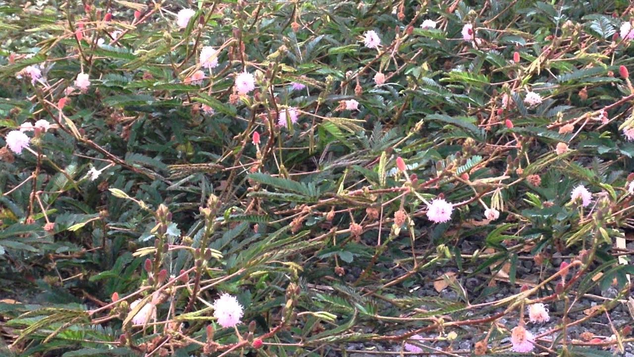 Mimosa pudica - Sensitive Plant┃Sacred Herbs and Botanicals