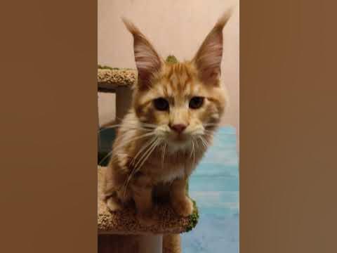 Крутой котик - YouTube