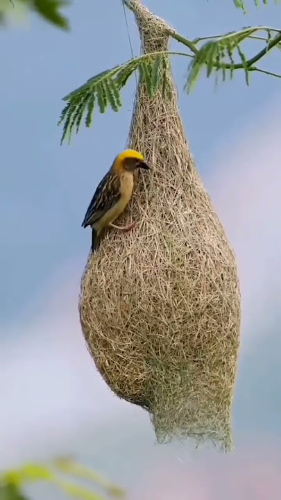Sarang Unik Burung Manyar