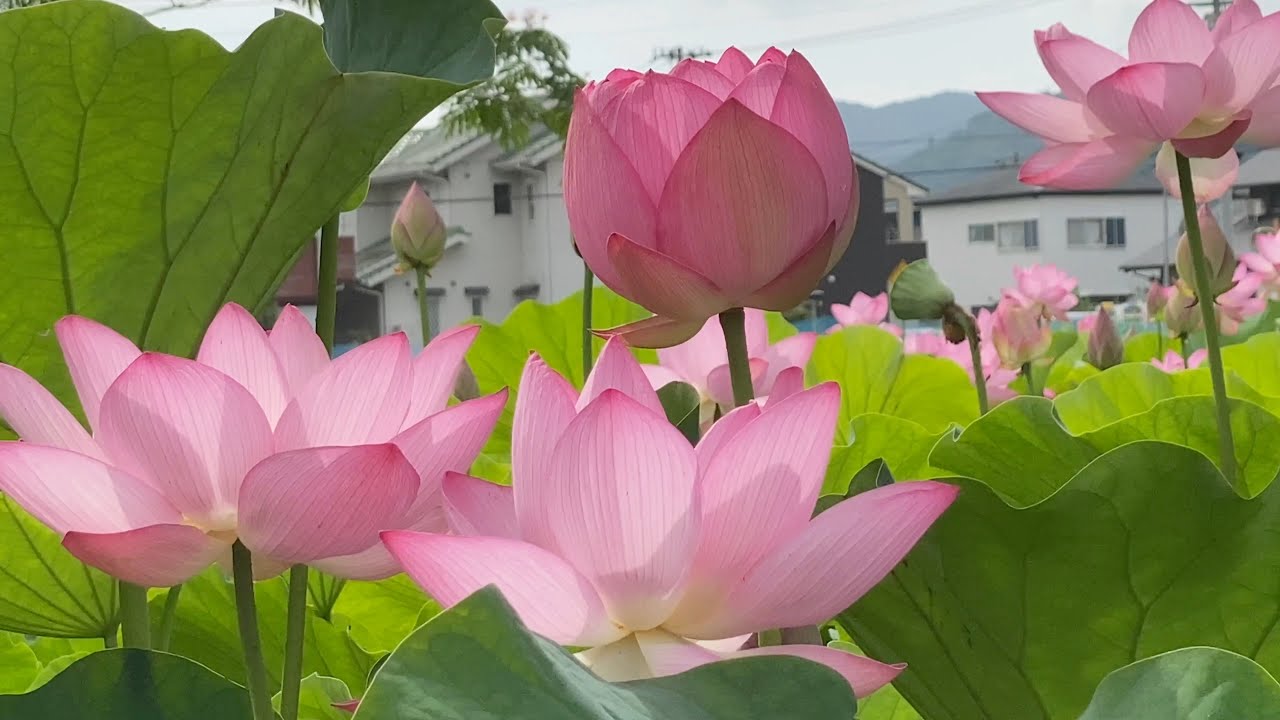 2021/07/05　蓮池公園　ハスの花　見頃です！　〜高知県土佐市〜