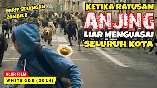 RATUSAN ANJING LIAR MENYERANG KOTA DEMI MEMBALASKAN DENDAM | Alur Cerita Film WHITE GOD (2014)