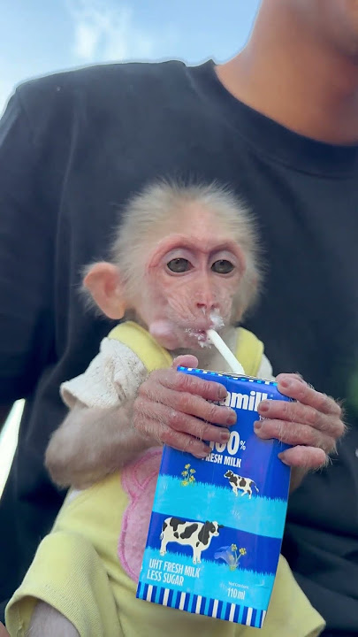 Monkwy bany on drilk milk so cute