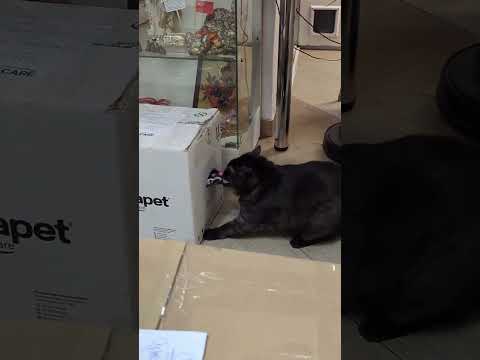 #cat #балансвселенной #юмор #силасознания #изобилие #кот #дыхание #прикол #здороваяэнергия #богатств