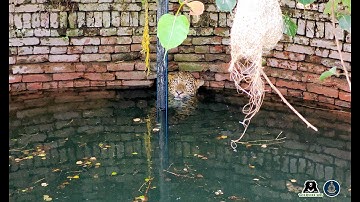 Leopard Gets Saved From Drowning In A Well!