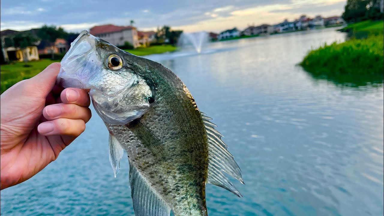 Bass Fishing