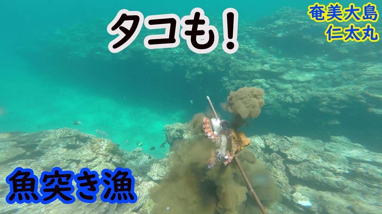 頑張れ やまとそん 魚突き