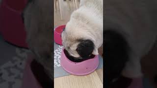 Pug dog eating blueberries | Carmela the pug by Carmela the PUG 29 views 5 years ago 2 minutes, 12 seconds