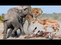 Rare Scene... Hero Elephant Rushes To Rescue Impala From The Evil Leopard - Elephant Vs Leopard