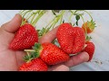 Клубника сорт АЛЬБА. Такой🍓 Альбы вы ещё не видели...