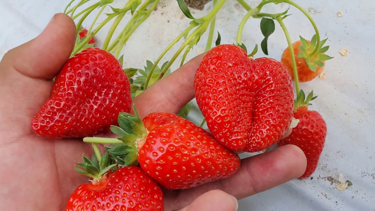 Клубника сорт АЛЬБА. Такой🍓 Альбы вы ещё не видели.