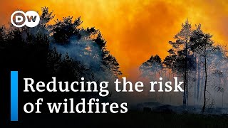 What causes forest fires and how best to prevent them | DW News