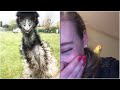 Didn't think BIRDS COULD BE FUNNIER than cats? Then watch this! 🐓🦩 Funny ANIMAL Compilation