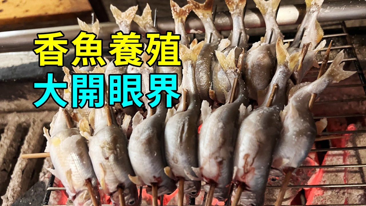香魚的秘密，養殖過程大開眼界