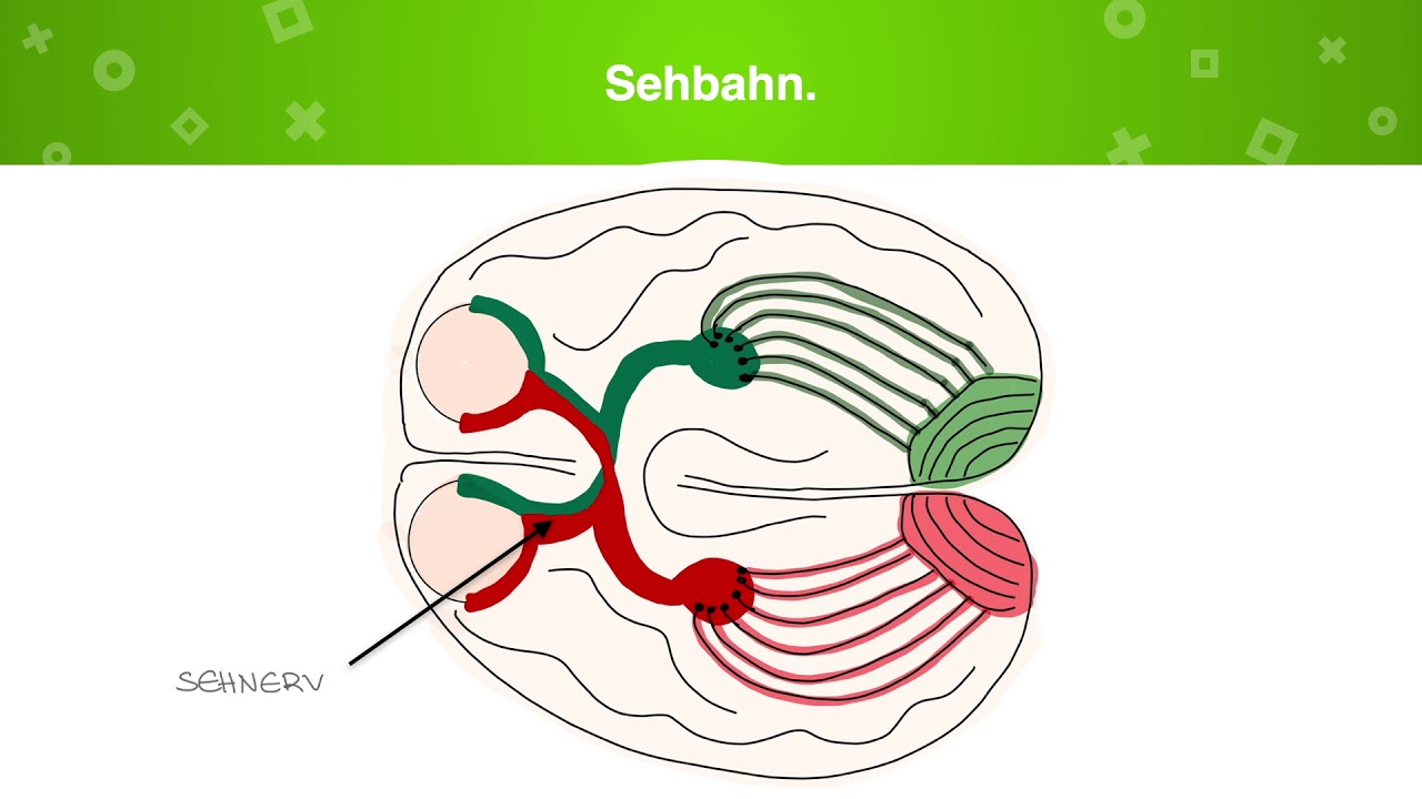 Psychologie lernen - Wahrnehmung