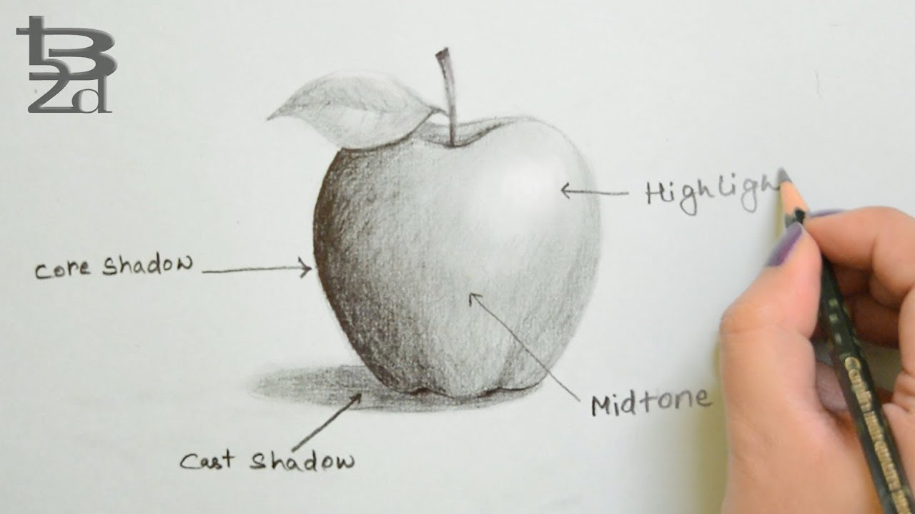 shaded apple sketch