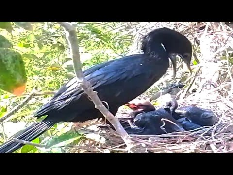 BIRD LITTLE BLACK