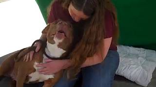 Rescued A4355983 Puma Pit Bull