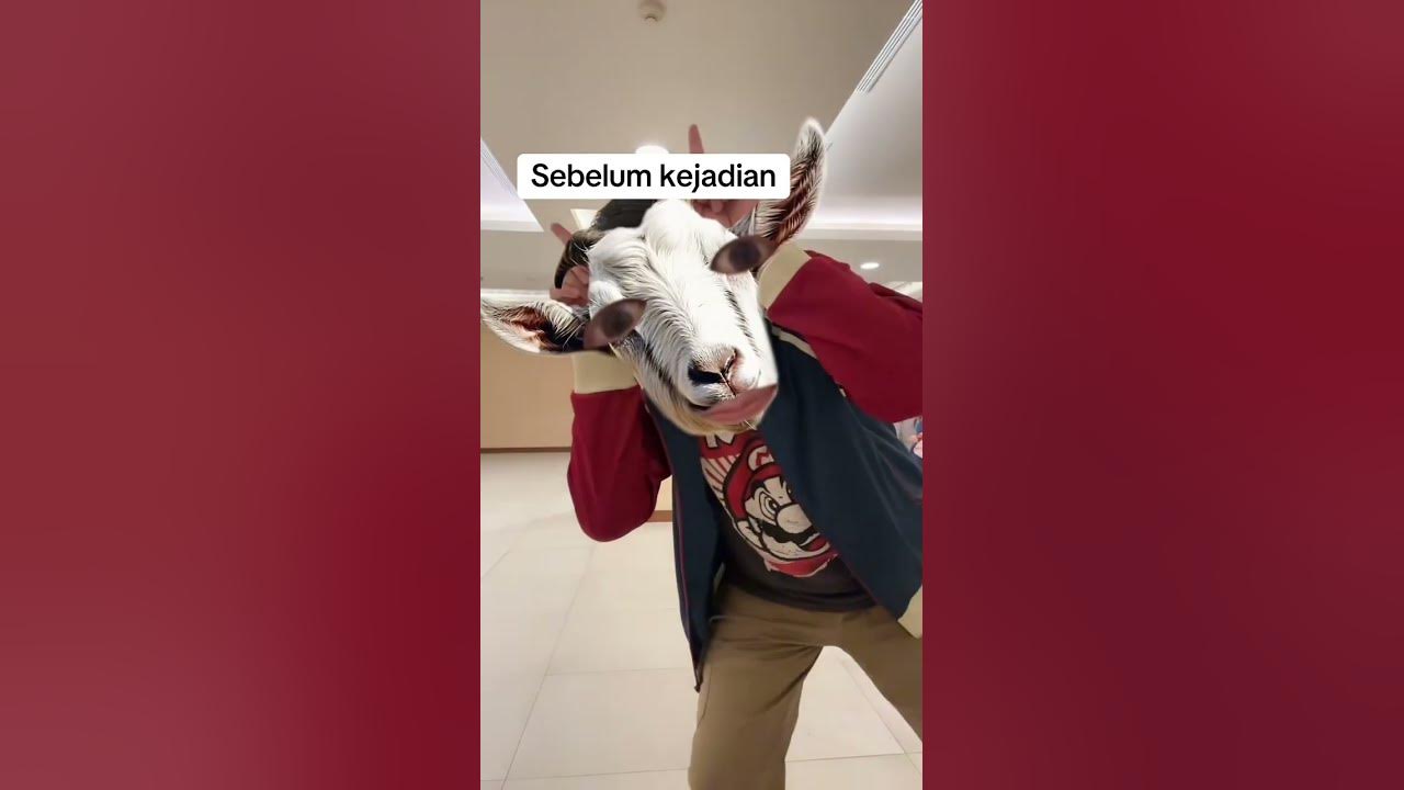 #KambingMbeEmbe #LaguKambing #Kambing #LaguAnak #LaguMazaya #paud #ArtisCilik #PenyanyiCilik