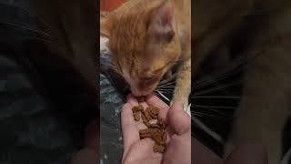 orange crunchy kittyy #orangecat #crunchycat #asmrsounds #kitten