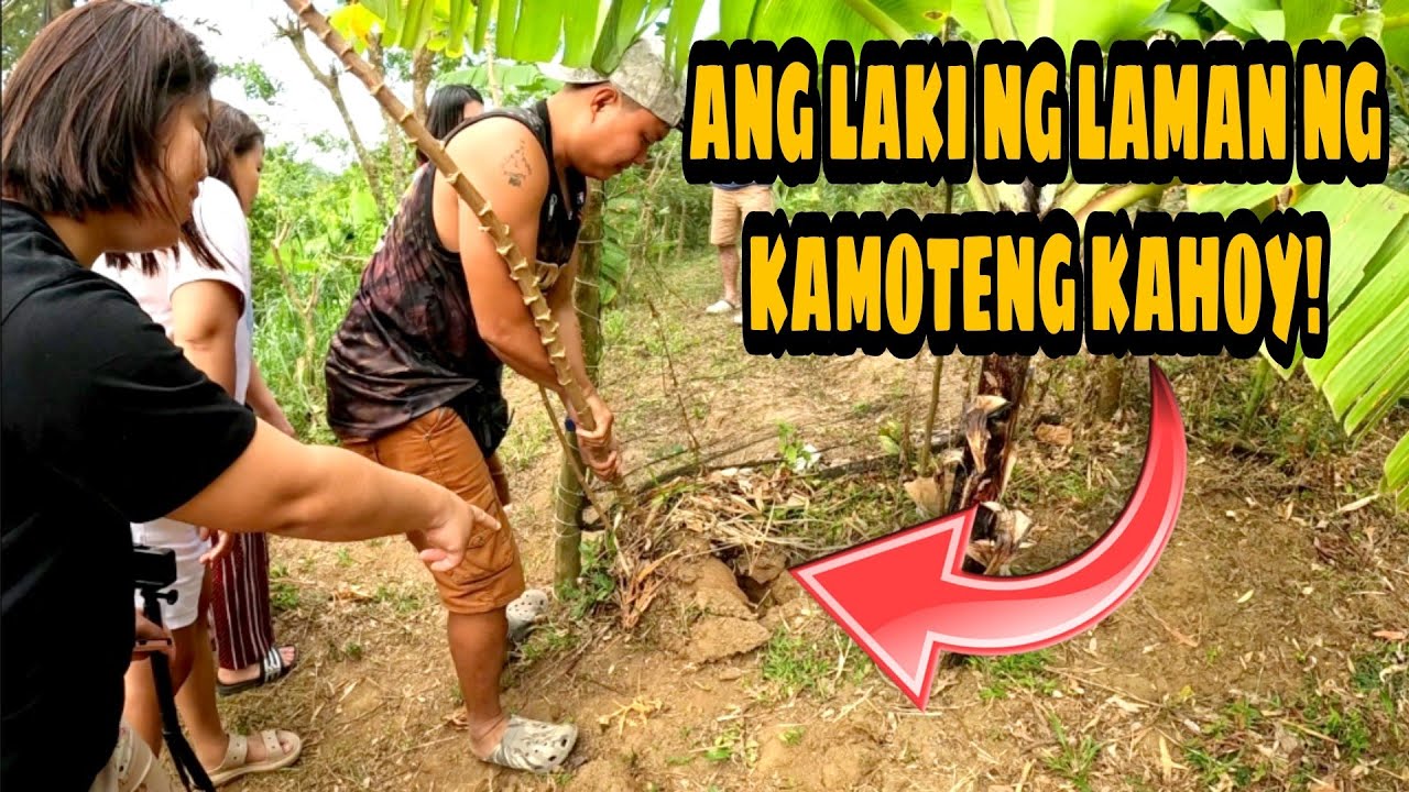 IPINASYAL KO ANG TEAM KAHON AT TEAM HARBAT SA AKING LUPA | KAUTOL TV