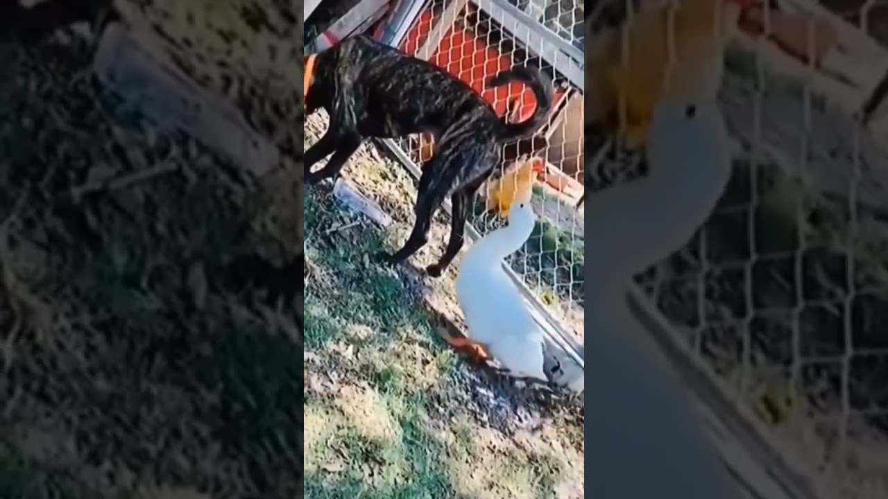 Fur-tastic Fun: Laugh with These Funny Pets🐾