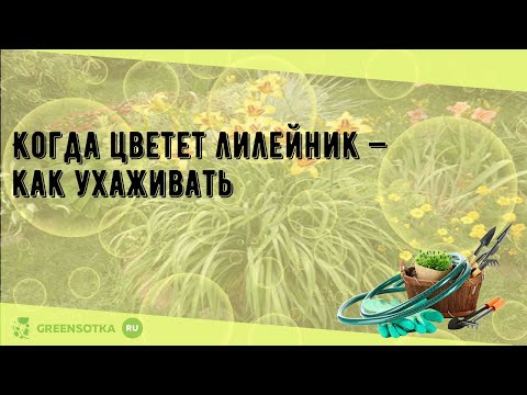 Когда цветет лилейник — как ухаживать