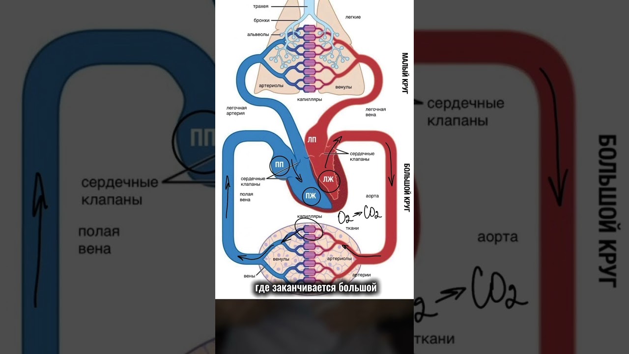 СИСТЕМА КРОВООБРАЩЕНИЯ #гастроэнтеролог #кровообращение #лекция #нутрициолог