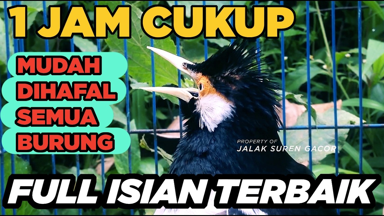 Burung Jalak Suren Isian Unik Gacor Full Isian Tembakan Mewah Cililin Tengkek