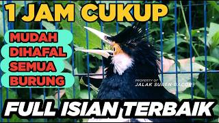 Burung Jalak Suren Isian Unik Gacor Full Isian Tembakan Mewah Cililin Tengkek