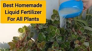 Homemade Liquid Fertilizer For All Plants | Natural Organic Fertilizer For Any Plants #fertilizer