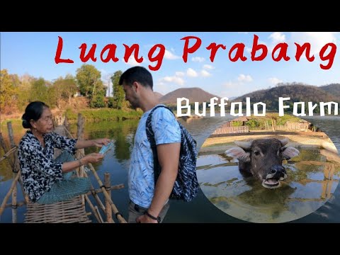 Video: Cele mai bune 10 lucruri de făcut și văzut în Luang Prabang, Laos