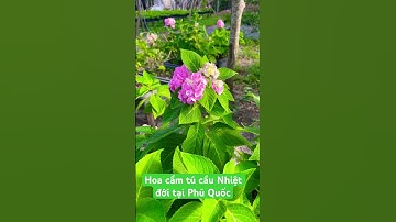 Hoa cẩm tú cầu Nhiệt đới tại Phú Quốc #nhà_nông_miền_tây #hoacamtucau #shorts #phuquoc #hydrangea