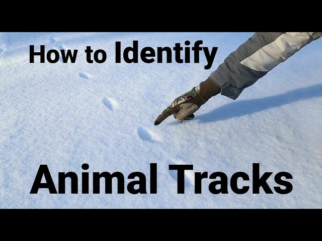 Backyard Wildlife: Tracks