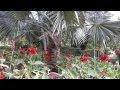 Australia_City Botanic Gardens - Queen's Park