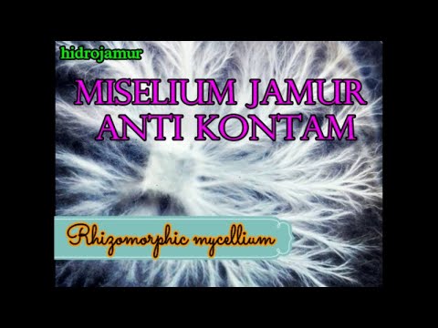 Video: Apa Itu Miselium?