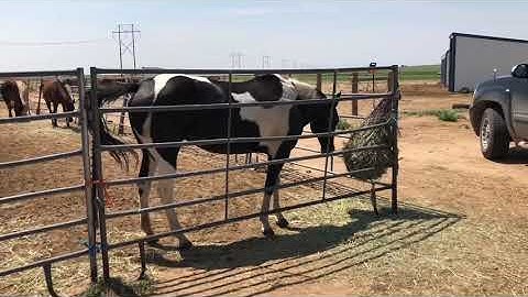 Equine Enrichment