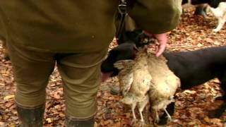 Driven pheasant and duck shooting | A gorgeous driven hunt during the autumn - Ultimate Hunting