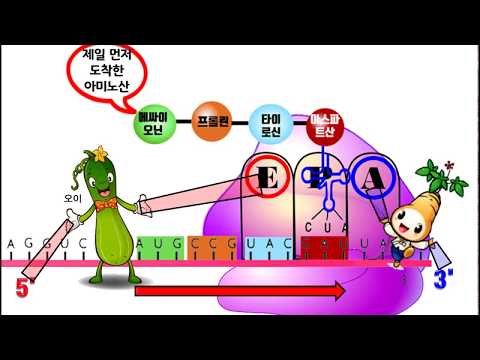 Protein synthesis translation process (Translation PPT)