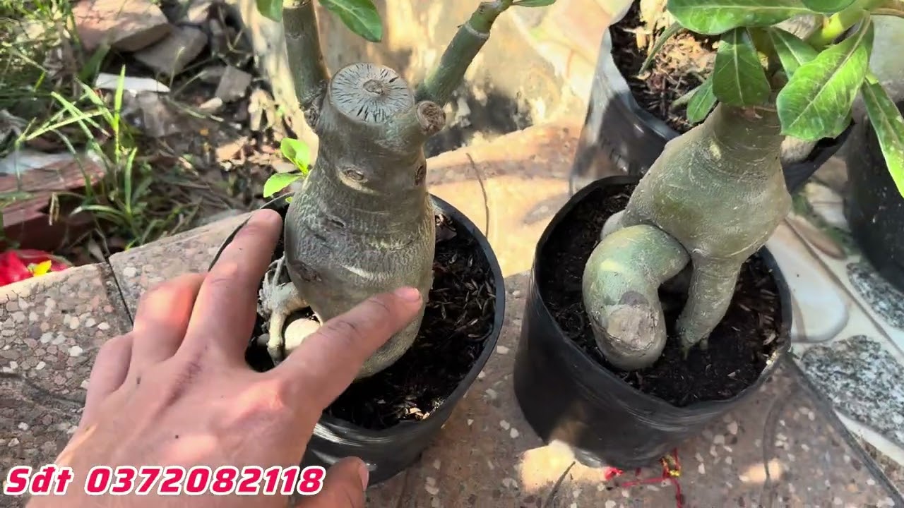 chào mừng xuân bính ngọ 2026. 