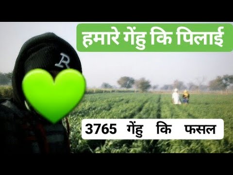 वीडियो: सख्त और मुलायम गेहूं में क्या अंतर है