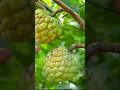 Custard apple #shortvideo