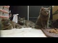 the nebelung cat family. の動画、YouTube動画。