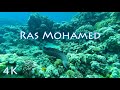 Встреча с Муреной 4K Египет Ras Mohamed 2019