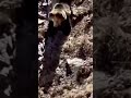 Bear RUNS Down A MOUNTAIN #shorts