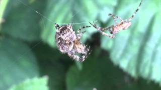 Araneus Diadematus Garden Spider Males Tap Dance