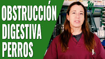 ¿Por qué mi perro no se come su comida pero sí la de los humanos?