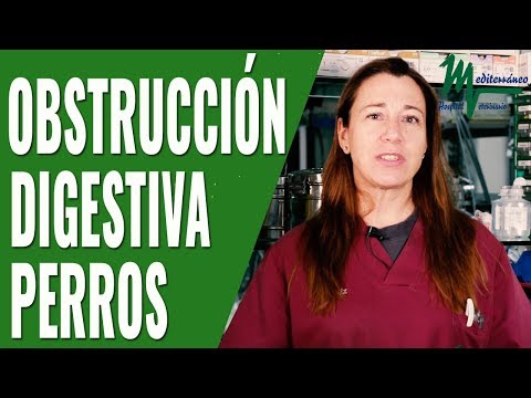 PERROS QUE SE TRAGAN TODO TIPO DE COSAS ¡IMÁGENES REALES! hqdefault